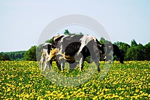 Cow on flower meadow.